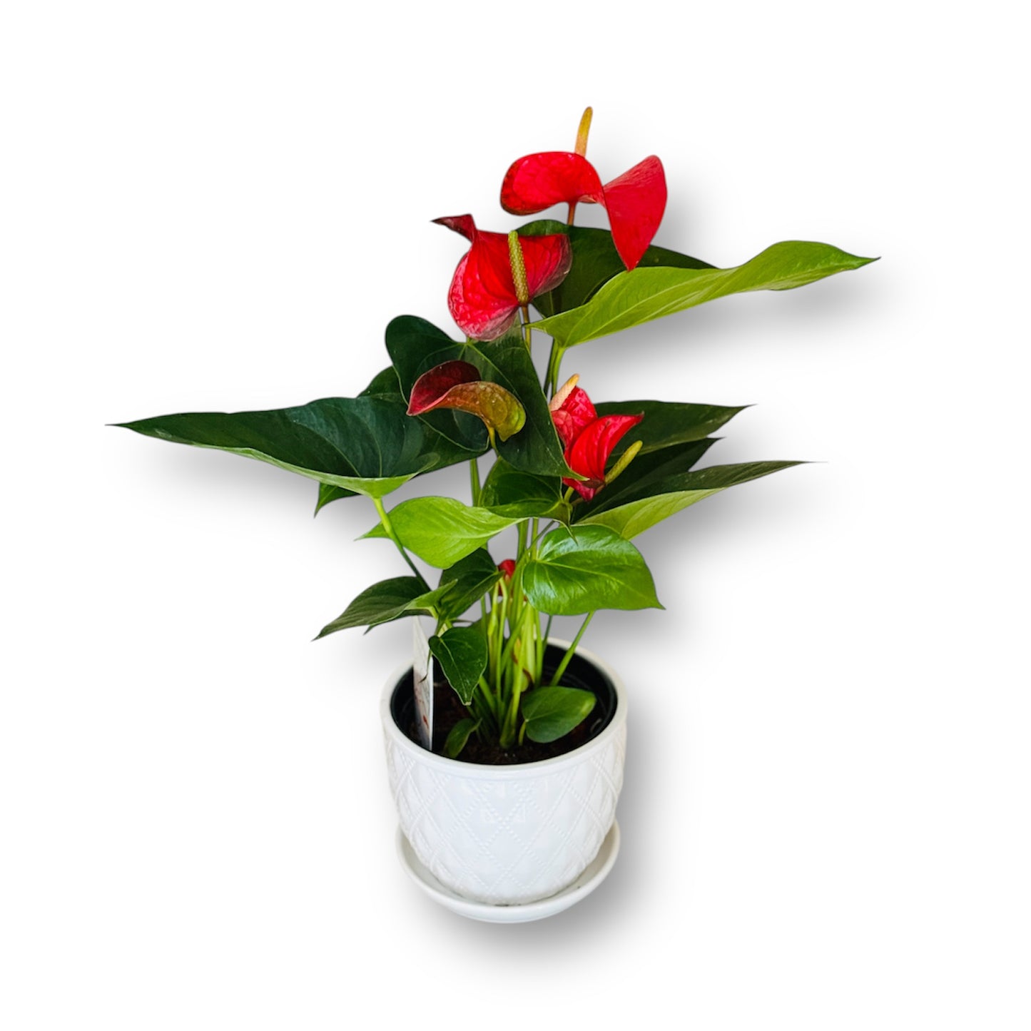 flower in a pot anthurium red rouge fleur dans un pot Montreal flower delivery near me nearby