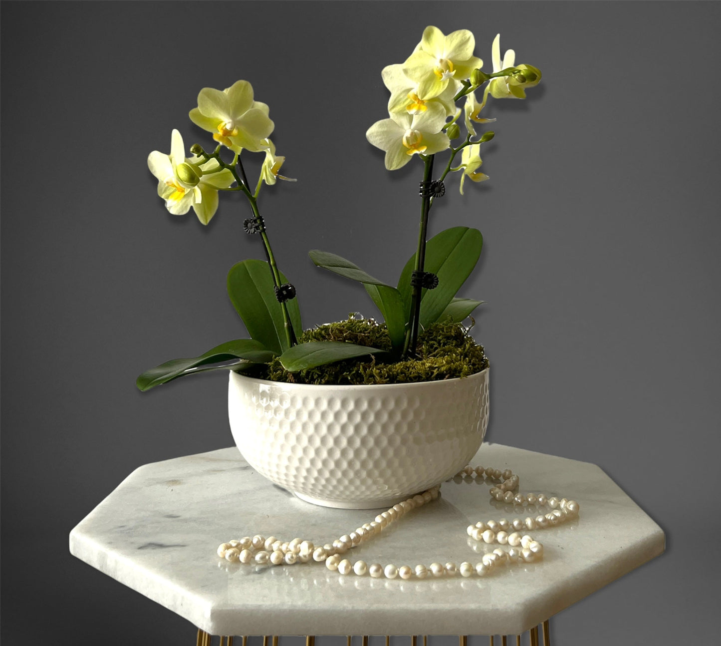 Orchid Elegance pot arrangement — phalaenopsis orchid in bloom, luxury gift delivery Montreal