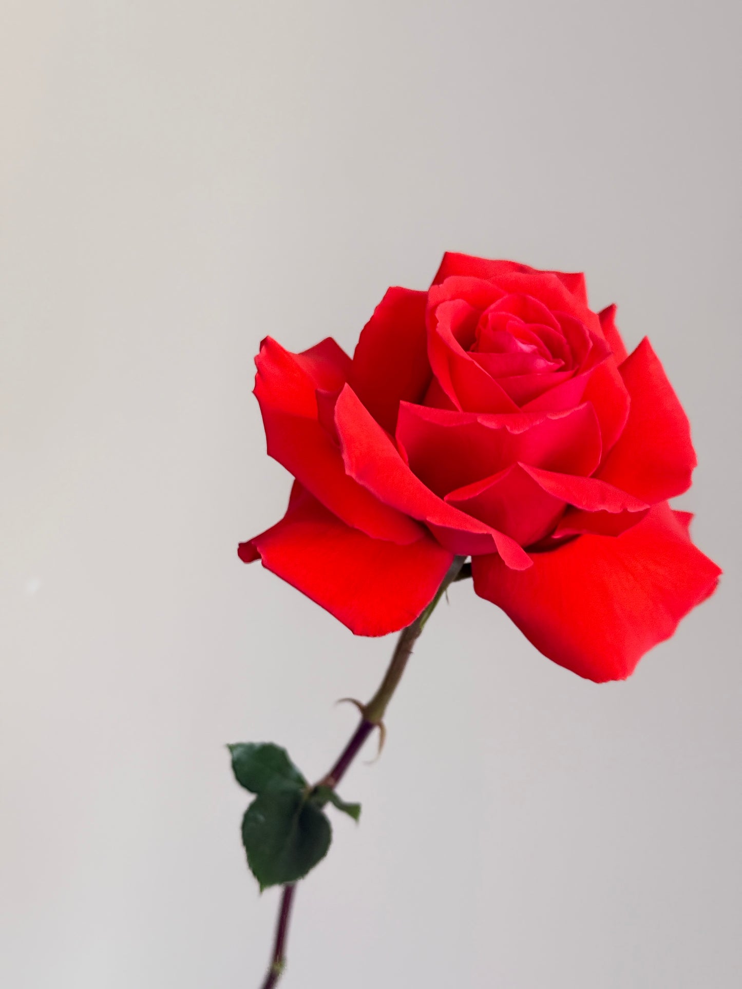 flower bouquet de fleurs flowers montrea roses art best gift craspedia sapdragon delivery free livraison gratuite for her love birthday gift cadeau flowers near me
flowers close to me
flowers near to me
near me flowers
florist montreal
florist verdun
fleuriste montreal
fleuriste verdun
best online flower shop
best online florist montreal
same day flower delivery montreal