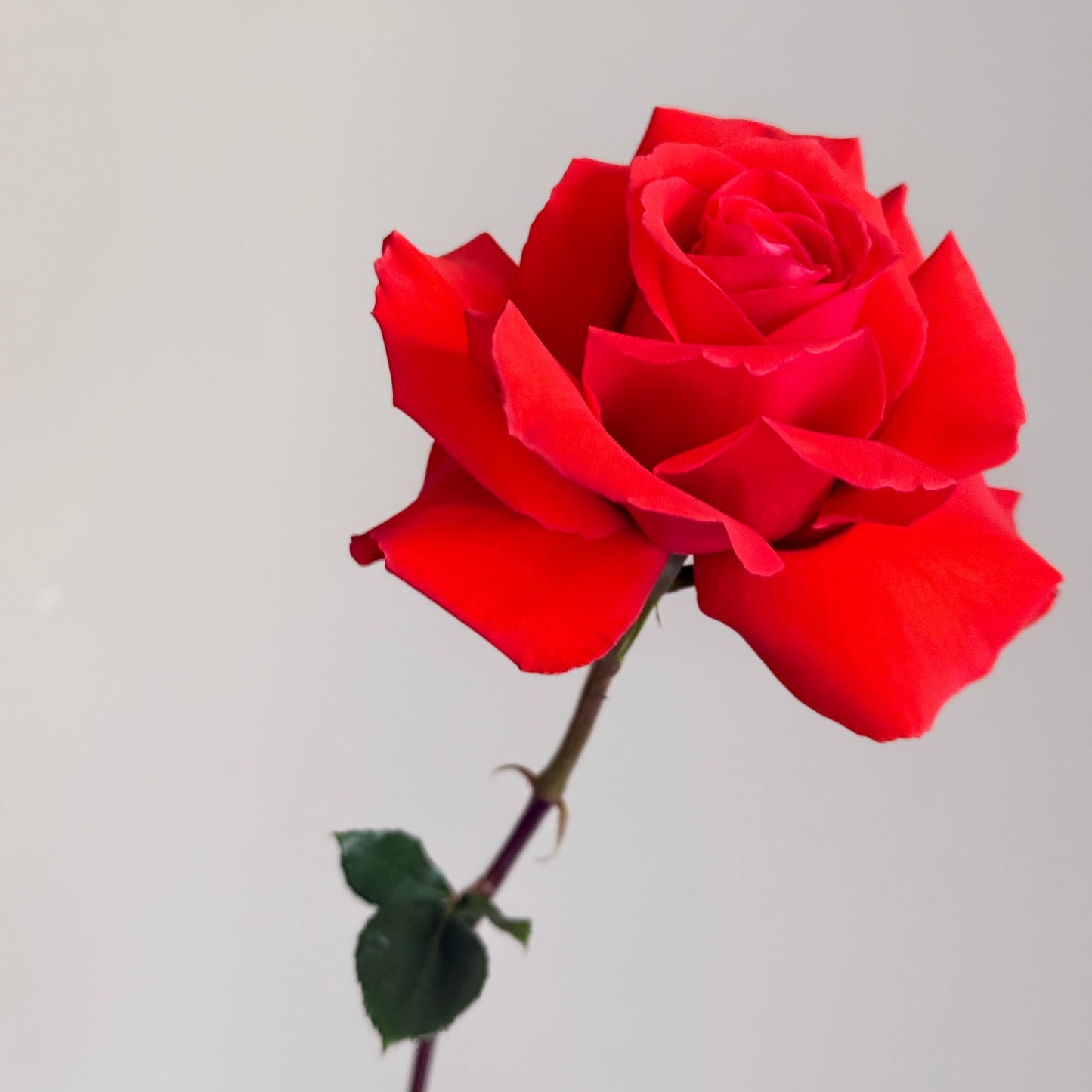 flower bouquet de fleurs flowers montrea roses art best gift craspedia sapdragon delivery free livraison gratuite for her love birthday gift cadeau flowers near me
flowers close to me
flowers near to me
near me flowers
florist montreal
florist verdun
fleuriste montreal
fleuriste verdun
best online flower shop
best online florist montreal
same day flower delivery montreal