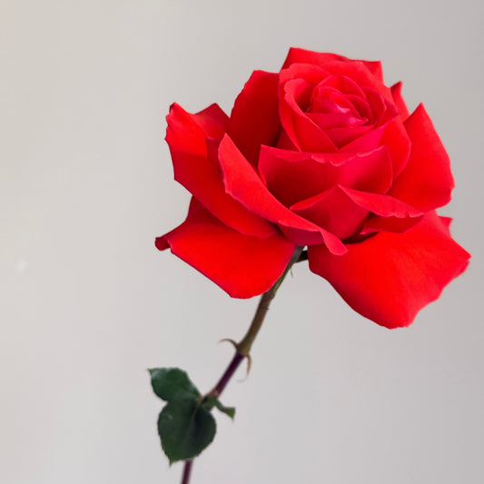 flower bouquet de fleurs flowers montrea roses art best gift craspedia sapdragon delivery free livraison gratuite for her love birthday gift cadeau flowers near me
flowers close to me
flowers near to me
near me flowers
florist montreal
florist verdun
fleuriste montreal
fleuriste verdun
best online flower shop
best online florist montreal
same day flower delivery montreal