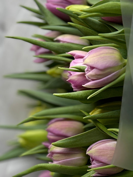 Spring has Sprung! Celebrate with Fresh, Vibrant Blooms