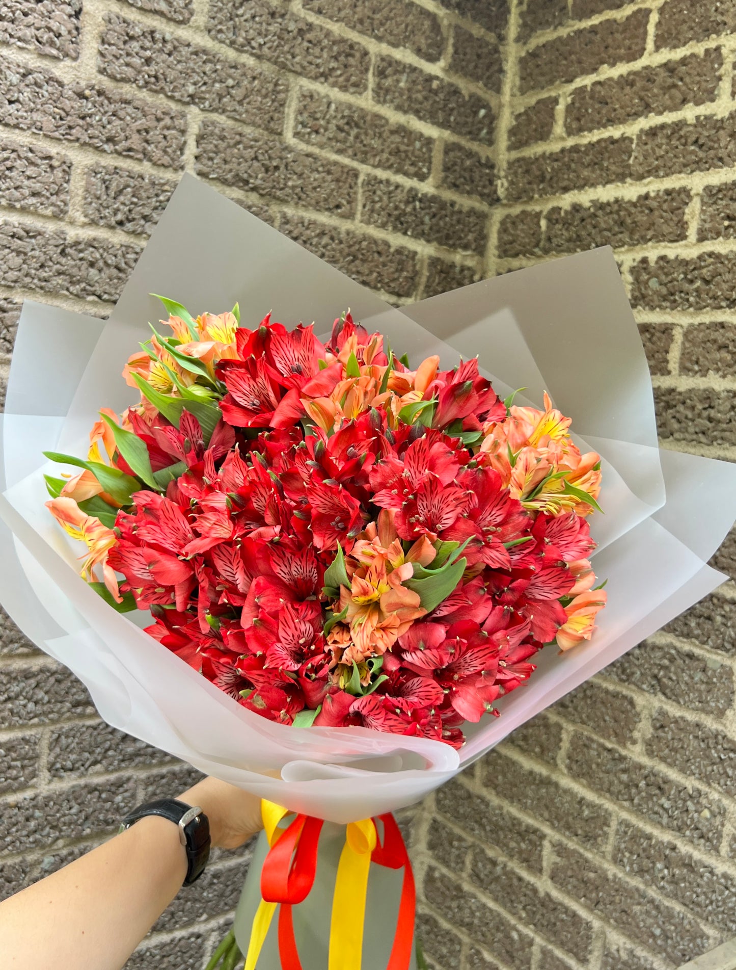 ALSTROEMERIA SYMPHONY