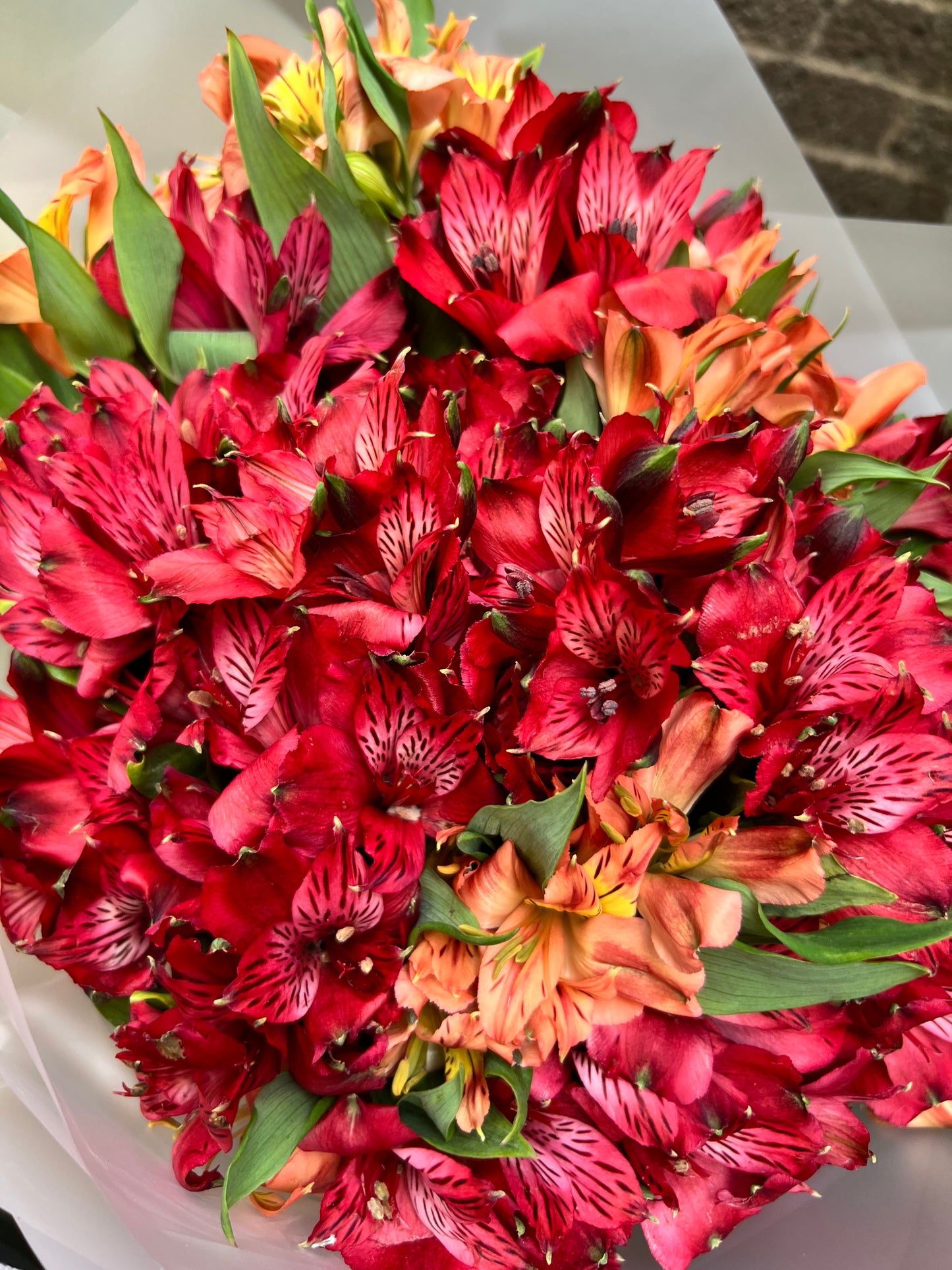 ALSTROEMERIA SYMPHONY