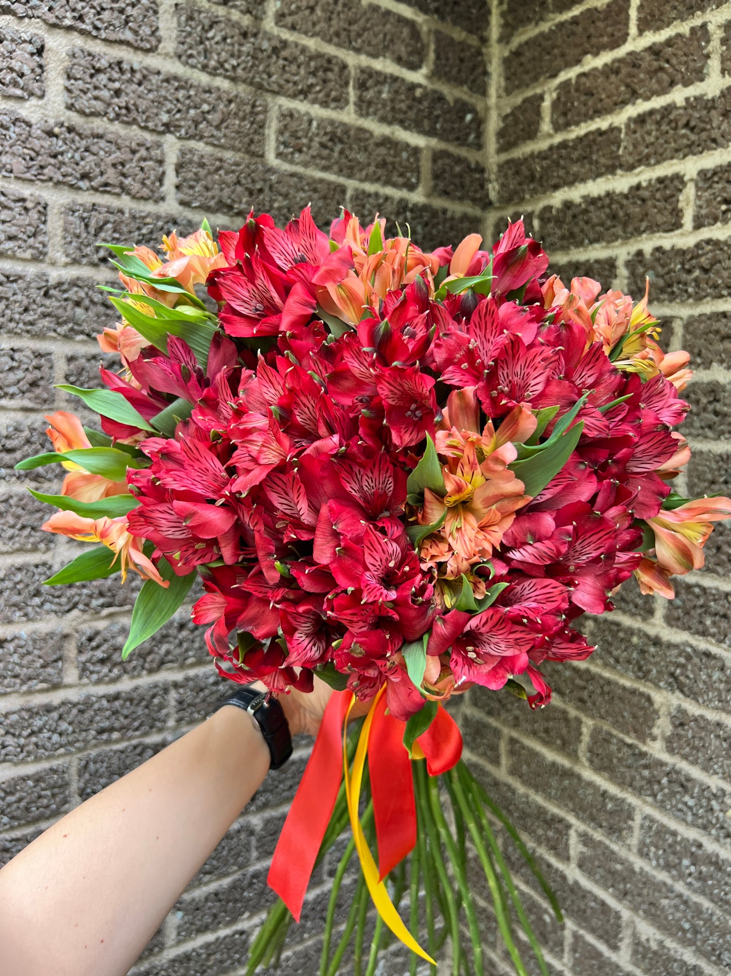 ALSTROEMERIA SYMPHONY