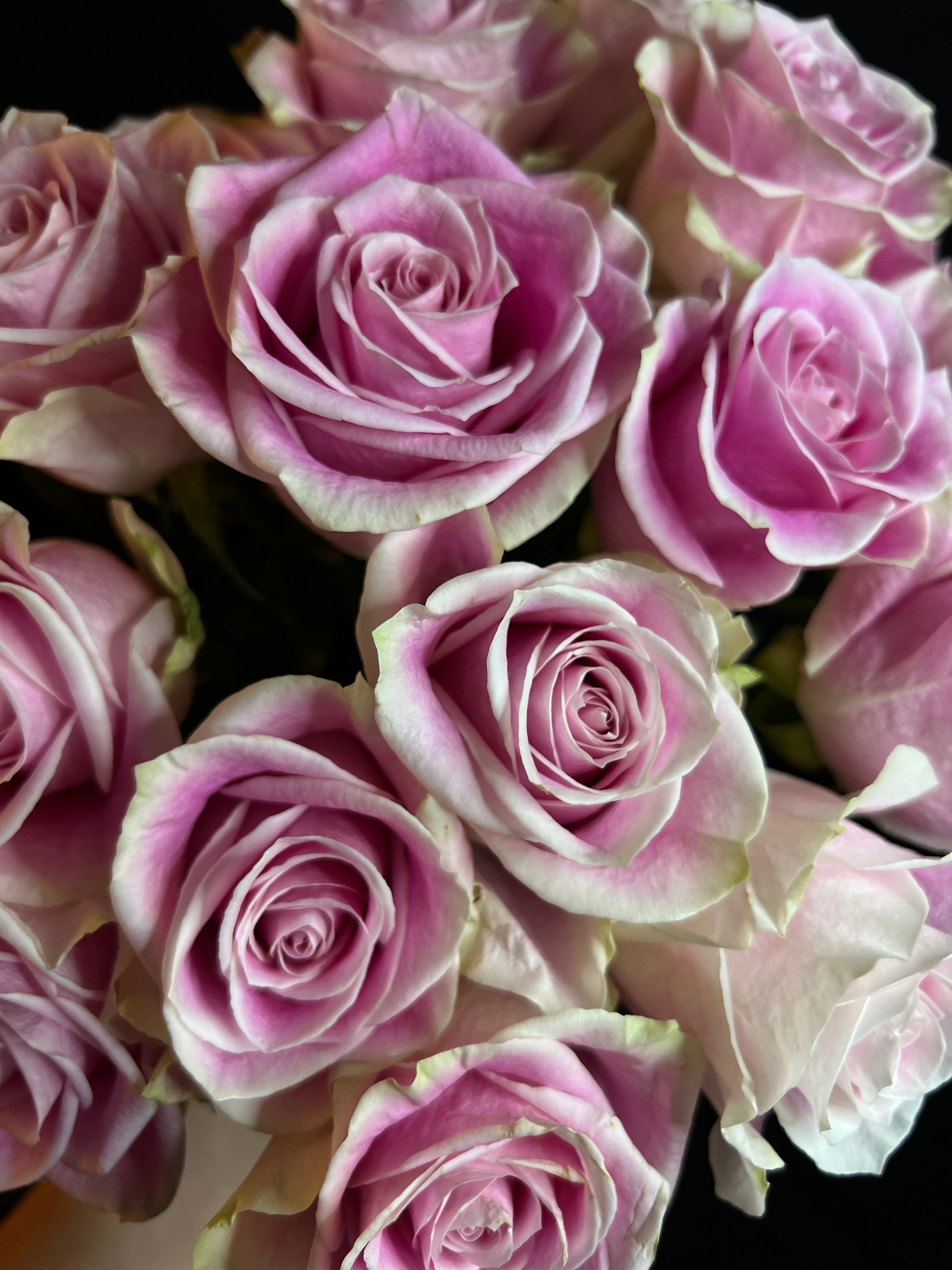 rose pink roses gift cadeau delicate flowers fleurs fiori flores rosa florist fleuriste pink roses bouquet for delivery in Montreal