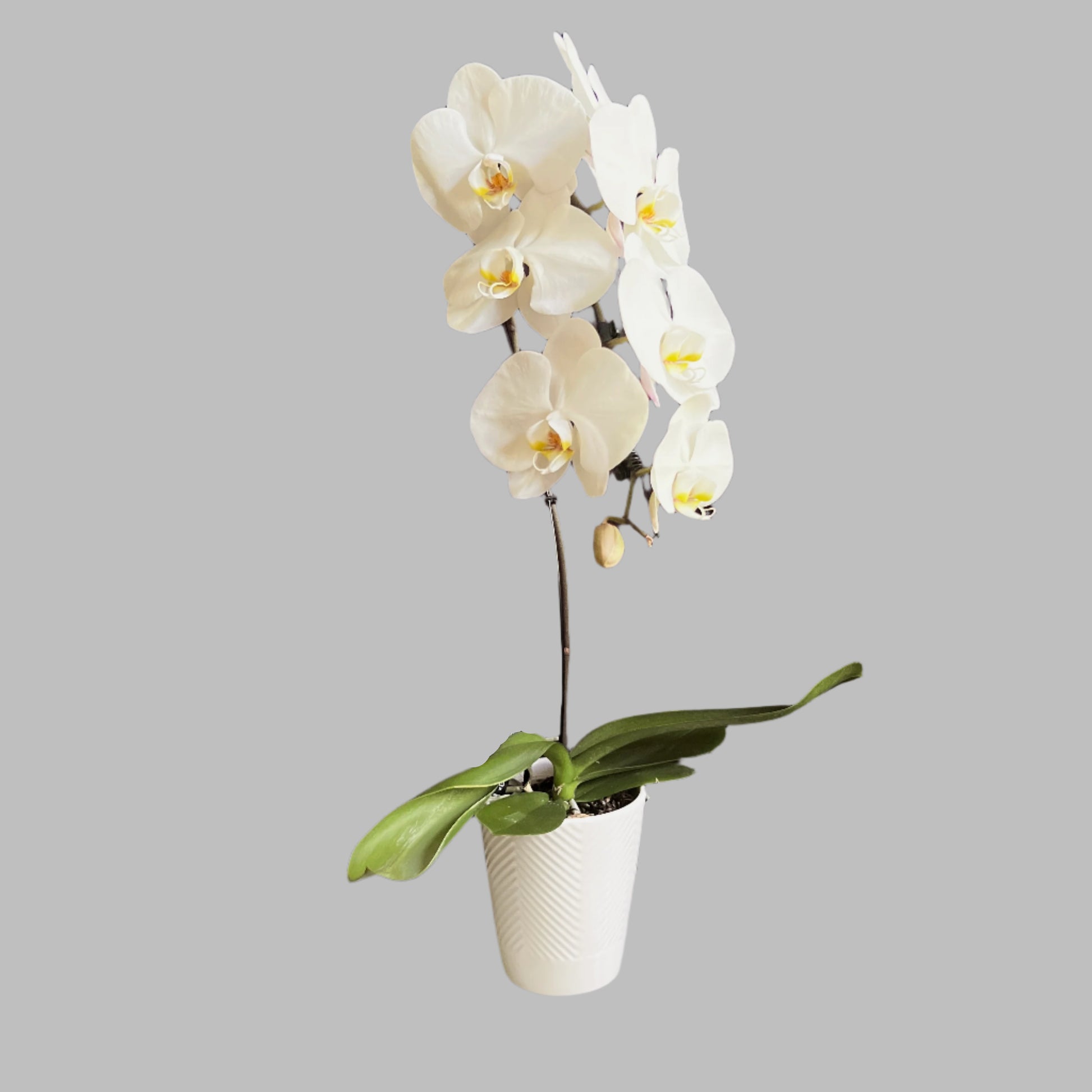 orchid white big. orchidee fleurs en pot flowers in a pot blanche delivery montreal flower shop 