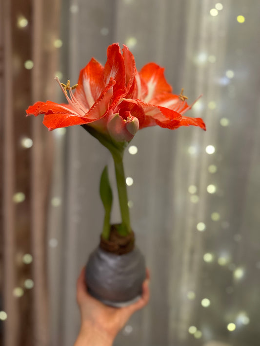 HOLIDAY GLOW AMARYLLIS