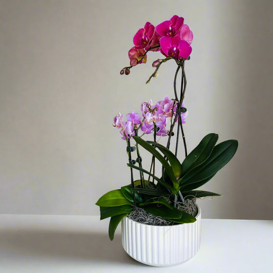 flowers near me
flowers close to me
flowers near to me
near me flowers
florist montreal
florist near me
best florist close to me
florist verdun
fleuriste montreal
fleuriste verdun
best online flower shop
best online florist montreal
same-day flower delivery Montreal
best florist near me 
best online florist
best online flower shop
online florist near to me
westmount florist
westmount flowers
orchids 
orchid in pot 
orchid in a pot
orchidee dans un pot 
purple flowers 
Montreal 
nuns' island ile de soeurs