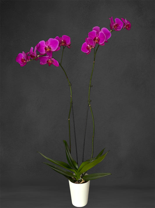 flower shop Montreal flower delivery same day livraison de fleurs la jour meme orchids orchidee flower in a pot potted nuns' island ile des soeurs verdun westmount downtown brossard griffintown